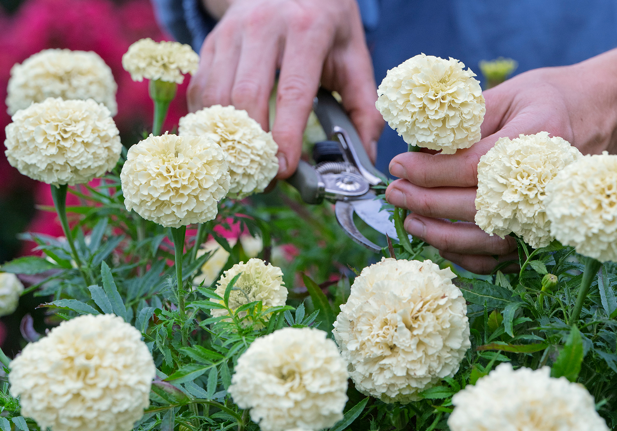 Star-Spangled Marigold. Courtesy Rob Cardillo; Burpee.