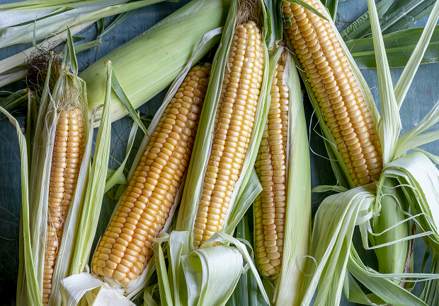 Golden Bantam Sweet Corn. Courtesy Rob Cardillo; Burpee.