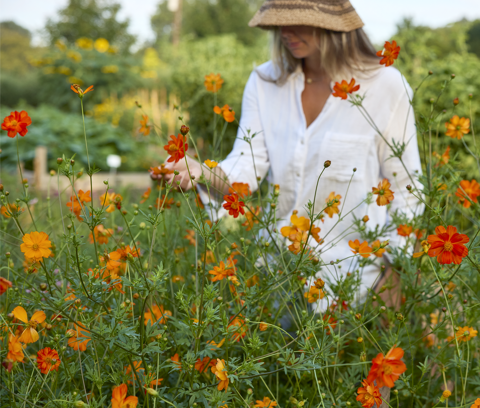 Courtesy Samuel Markey; Burpee.