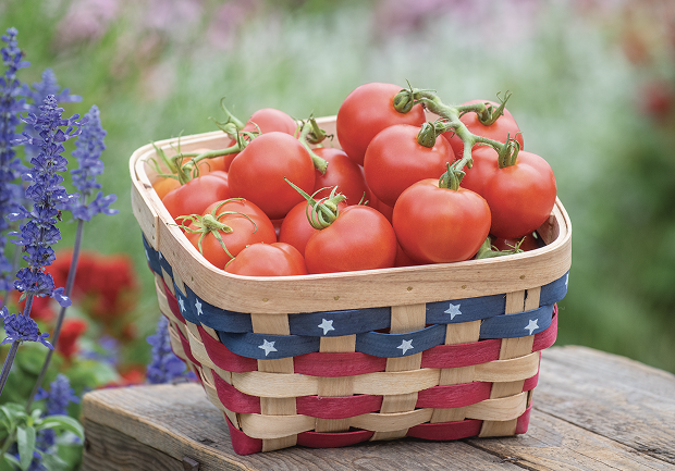 Fourth of July Hybrid Tomato. Courtesy Rob Cardillo; Burpee.